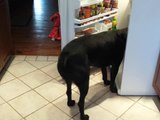 Dog Retrieves Raw Egg from Fridge