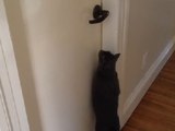 Cat Successfully Opens Door Like a Human