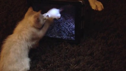 Cute Kitten Loves Playing with an iPad
