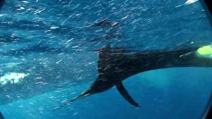 "World's Fastest Fish" Attacks Cameraman