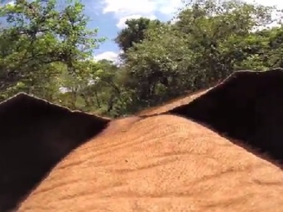Life Through the Eyes of an Elephant