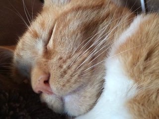 Snoring Kitten Will Bring a Smile to Your Face