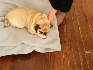 Deaf Pug "Sings" When Owner Returns Home