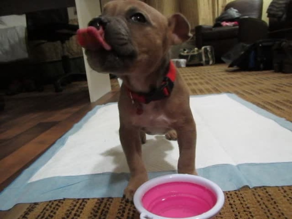Diaper-Wearing Puppy Drinks Water Adorably