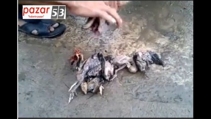 Yılanın Karnından 12 Civciv, 1 Horoz Çıktı