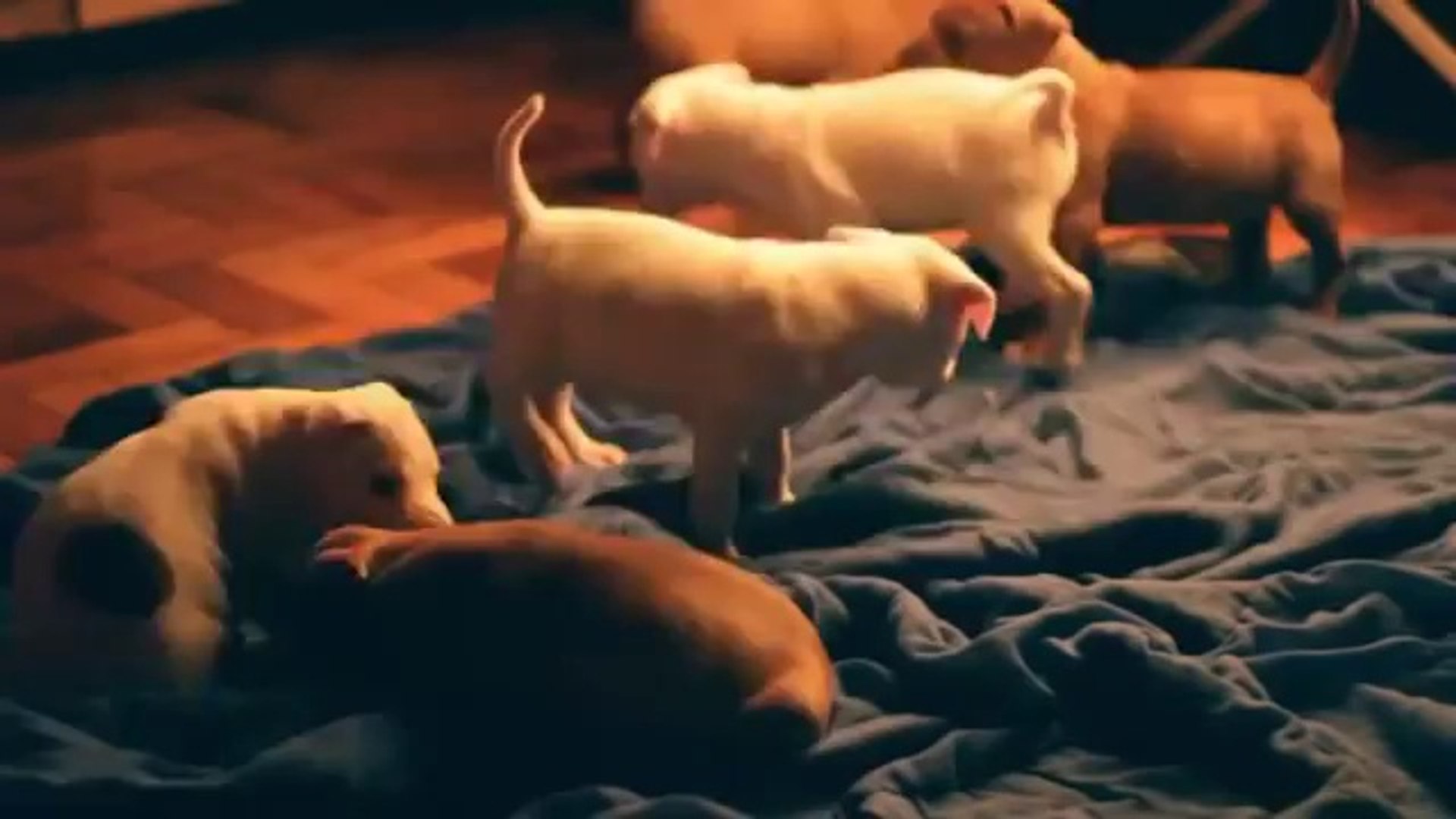⁣Funny Animals Funny Cats, Funny Dogs & Animals Animals Funny.