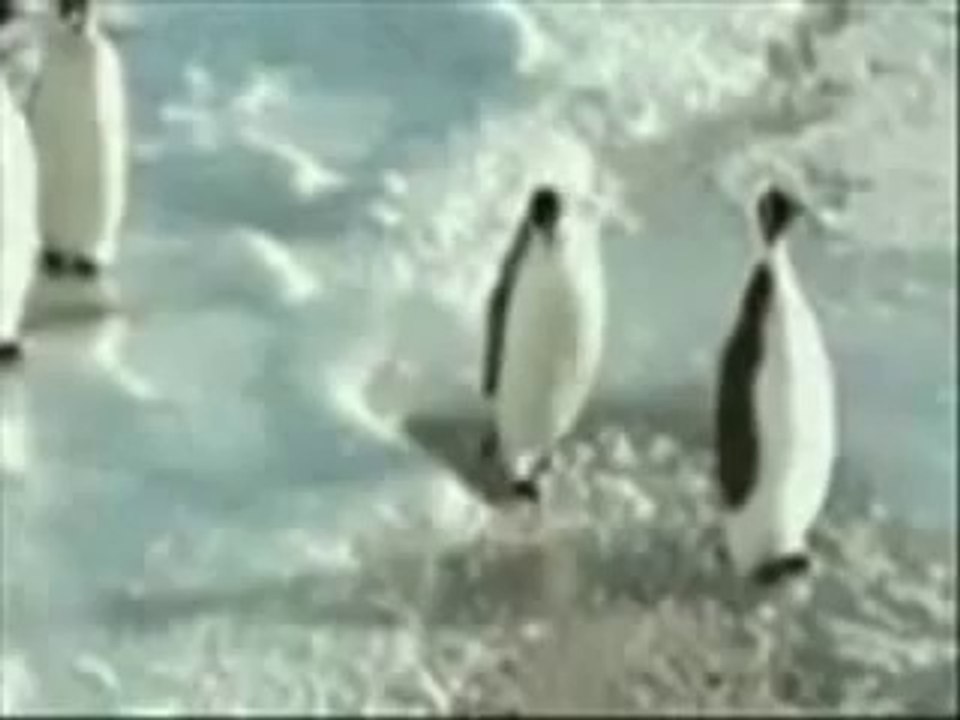 Crazy Penguin - Very Funny Video Clip 2014.