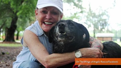 Dog Rejected After 30-Mile Walk To Former Family, Adopted by Millionaire