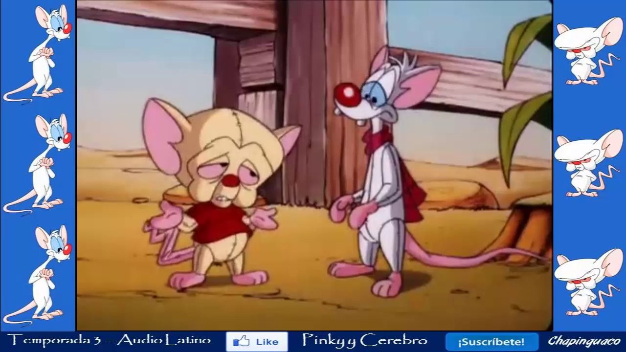 Pinky y Cerebro Capitulo 50