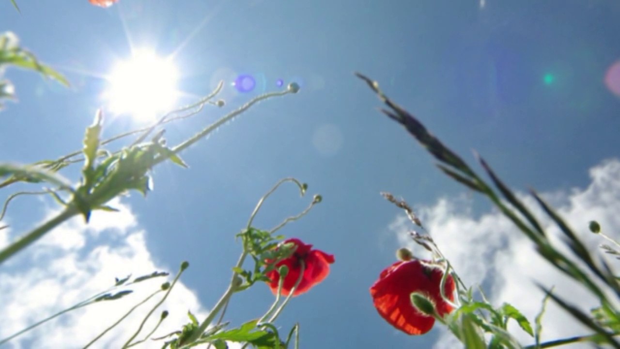 Where have all the flowers gone ♥ Sag mir, wo die Blumen sind ♥ Iznad polja makova ♥ Gdzie są kwiaty z tamtych lat