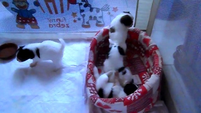 les chiots papillons de la vallée de la py de flore et febus à 1 mois