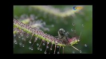 Böcek yiyen bitki ! [ HD ]