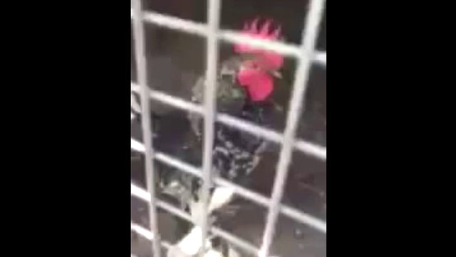 Ekmeleddin diye öten horoz...