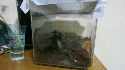 カブトムシが立った？！