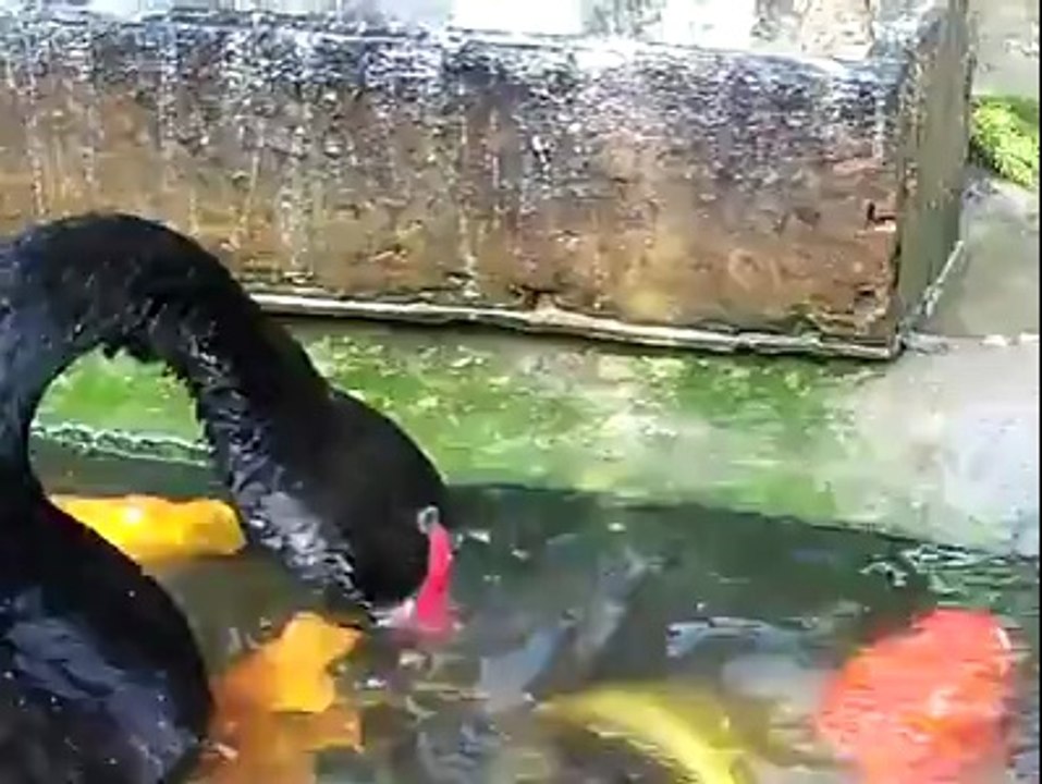 Tek kelime ile muhteşem! harika bir video