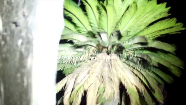 Bloody Beans (Malditos Feijões)