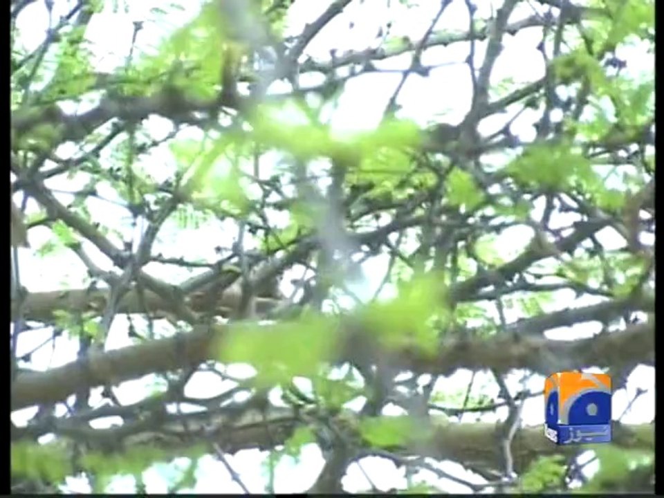 Thar After Rain-06 Aug 2014