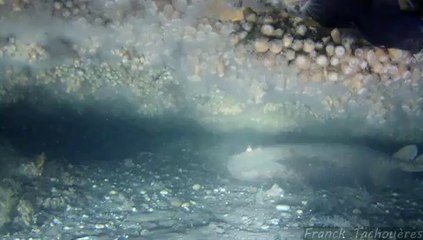 Immersion au banc d'Arguin (Sablouneys)