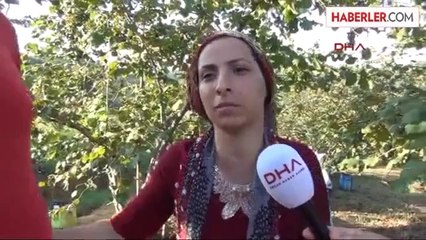 CHP'li Tanrıkulu Sakarya'da Fındık İşçilerinin Sorunlarını Dinledi