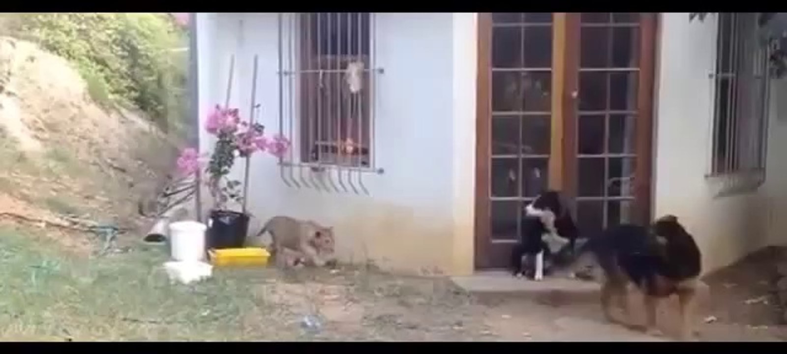 Köpeği Korkutan Sinsi Yavru Aslan