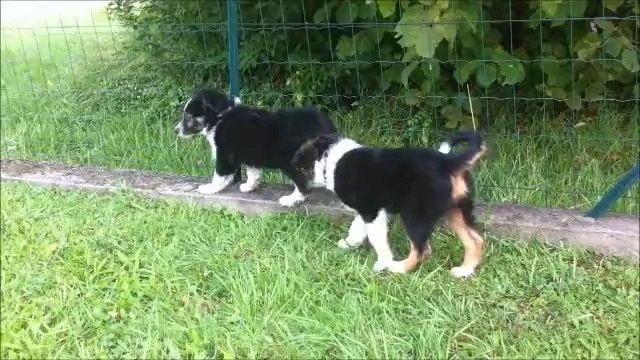 Chiots GinXKobe 2 mois