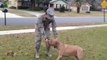 So cute Dogs Welcoming Soldiers Home - emotional dog compilation