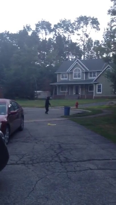 Brown bear walking like a man!