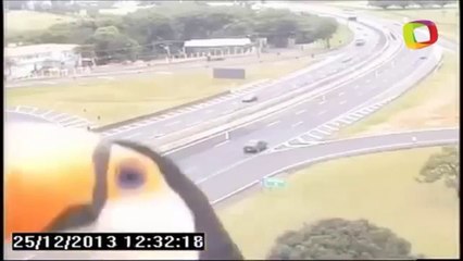 Toucan Checks Out Traffic Camera In Brazil