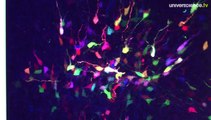 Des neurones de toutes les couleurs