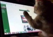 Kitten Likes to Read Online