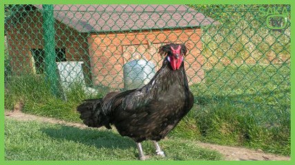 Uçan Kafa Atan Horoz