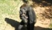 Ce bébé gorille est inséparable de sa mère