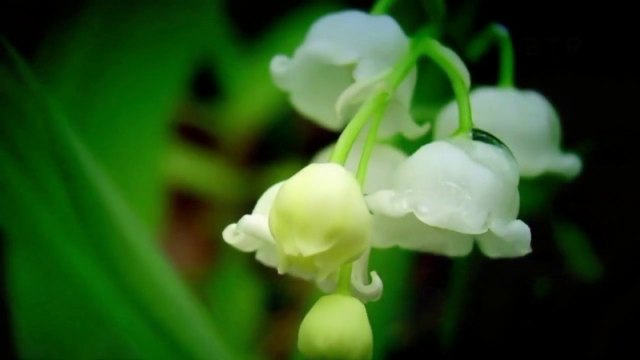 Toše Proeski ♥ EDERLEZI ~ ĐURĐEVDAN ♫ MIX by Jelena Osijek HR