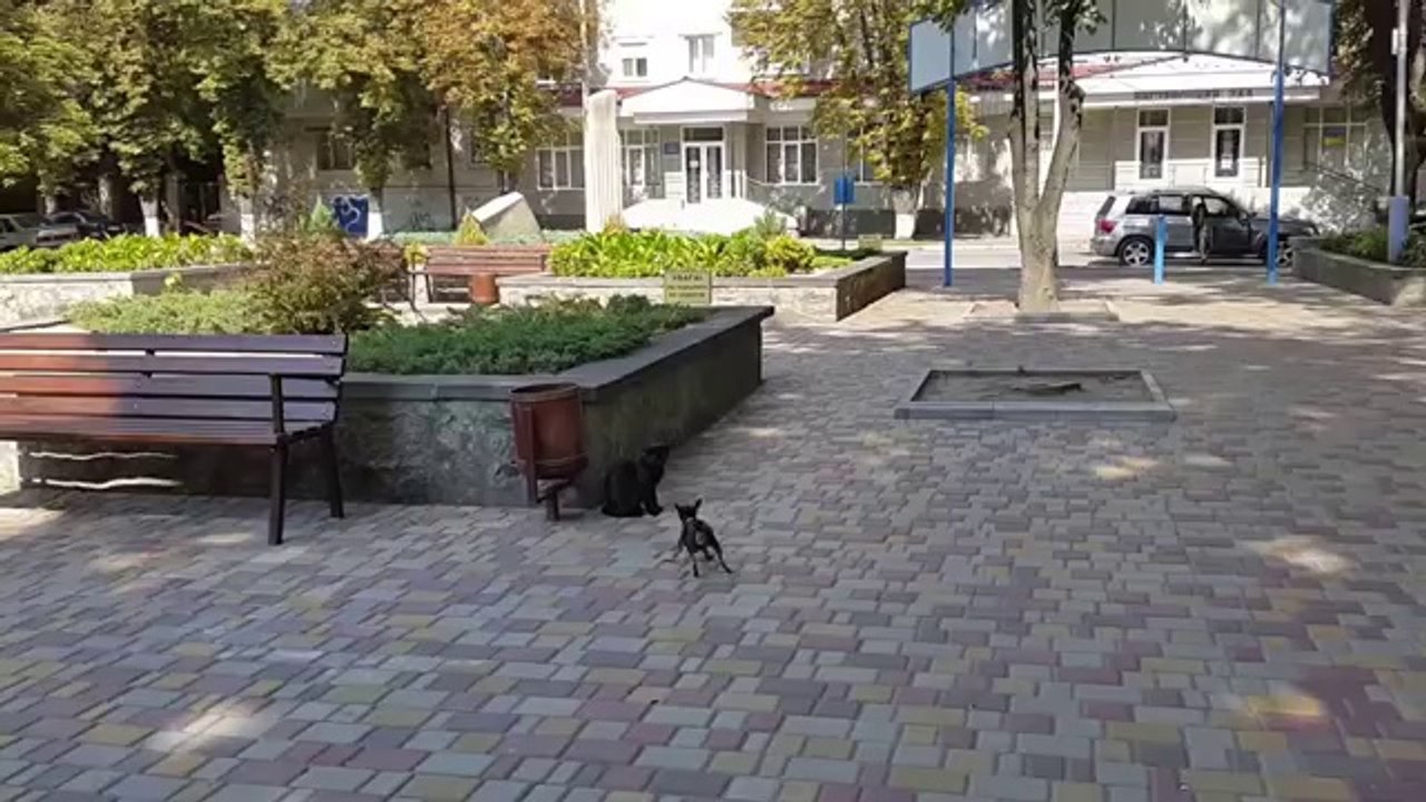 Cesaret ;  başarının  yarısıdır....