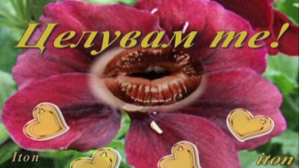 Честит Рожден Ден - Happy Birthday to You!