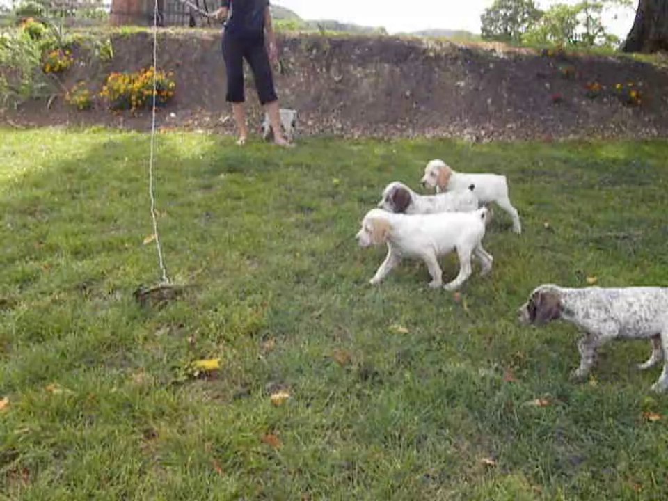 Arrêt chiots Braque du Bourbonnais