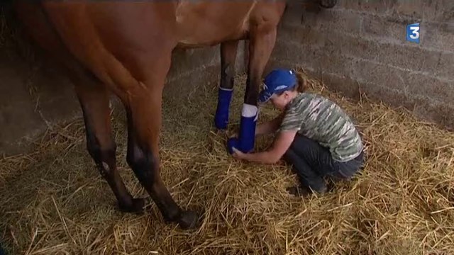 Une pension pour chevaux retraités en Seine-Maritime