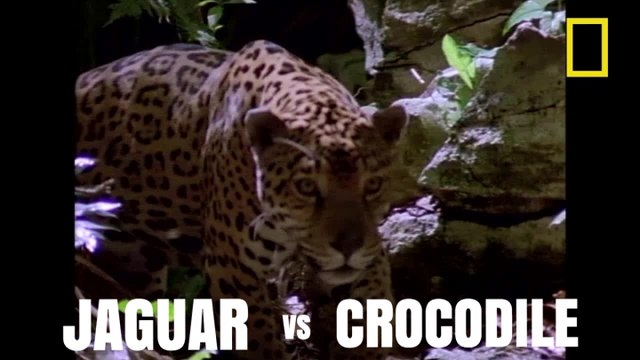Jaguar vs. Crocodile [National Geographic]