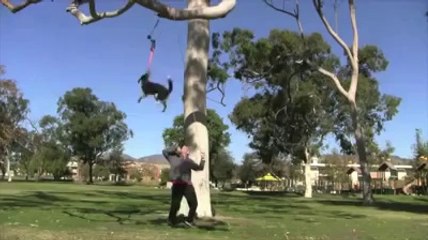 Köpeğin Yaptıklarına İnanamayacaksınız!