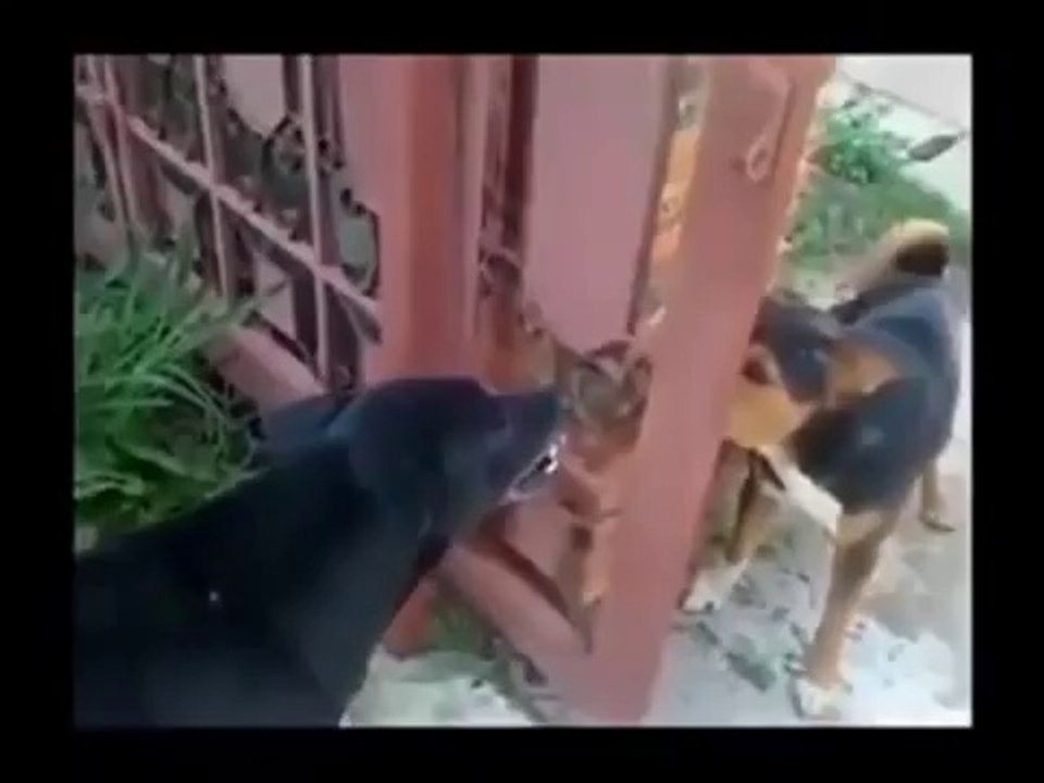 Funny Dog Barking Videos Funny Animals.