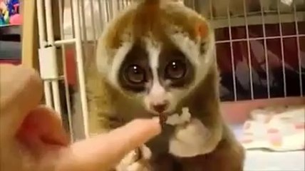 [ Funny Animal Videos] King Juniel Cartoon Movies Pitiful Eyes.