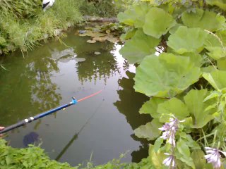 вот это рыбалка у дома