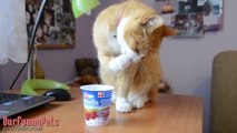 Funny Videos Funny Vines Funny Cat Videos Cool Cute Cats Funny Videos #7.