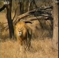Erkek Aslan 2 Çitayı Birden Öldürüyor