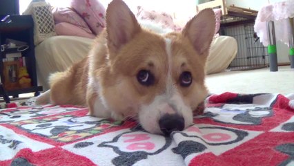 Adorable corgi drying himself off after bath