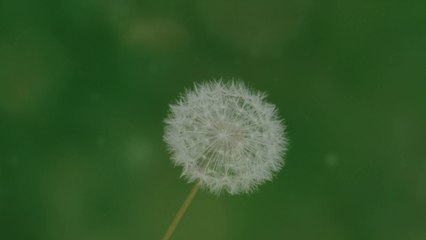 Beneath the Summer Skies