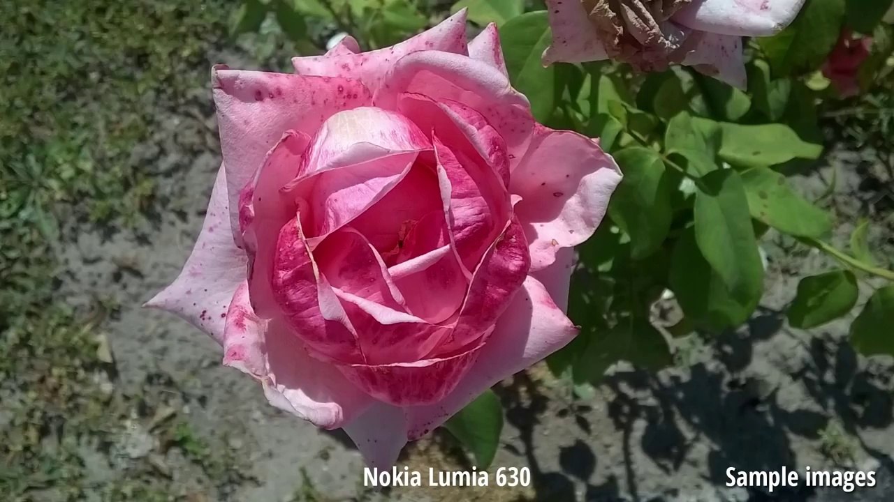 Nokia Lumia 630 vs Motorola Moto G