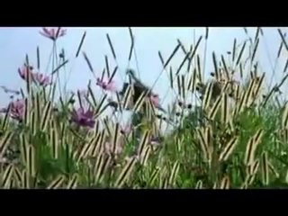 The Color Purple (1985) Trailer