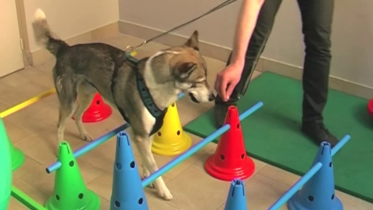 Hydrothérapie animale : les chats et les chiens à l'eau