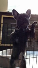 Chicken - Vocal Stylings II